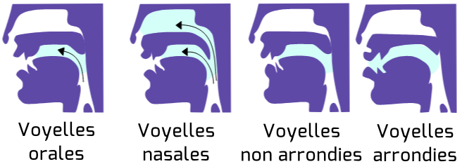 Les différentes manières de produire les voyelles françaises