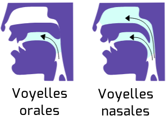 Schéma de la nasalisation des voyelles.
