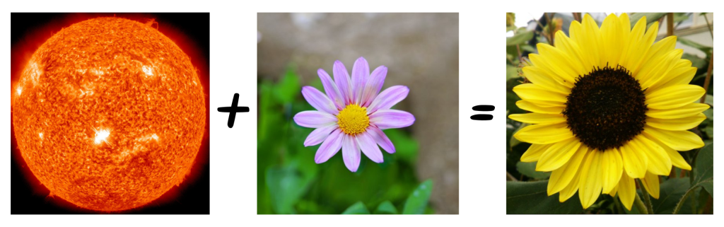 En anglais et en allemand, un tournesol est une fleur-soleil.