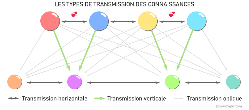 Schéma représentant les différents types de transmission des connaissances